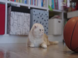 CBA常规赛第8轮北京北汽VS深圳马可波罗20231110（寇逸豪、周鹏）